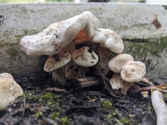 Melanoleuca verrucipes