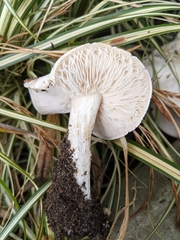 Melanoleuca verrucipes