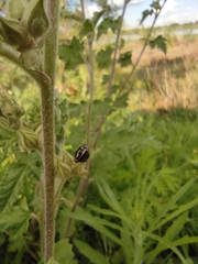 Desmogramma