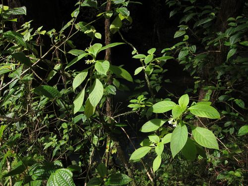 Cyrtandra spathulata
