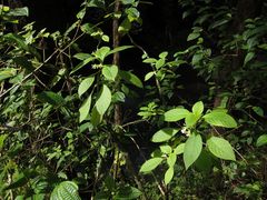 Cyrtandra spathulata