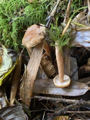 Lactarius luculentus