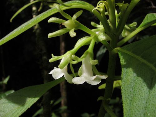 Cyrtandra spathulata observed 2010-12-17