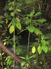 Cyrtandra spathulata