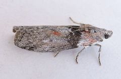Sciota inconditella
