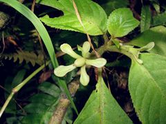 Cyrtandra spathulata