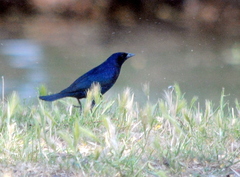 Molothrus bonariensis