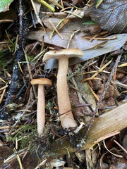 Lactarius luculentus