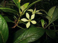 Cyrtandra spathulata