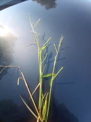 Urochloa platyphylla