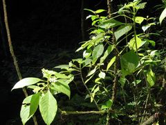 Cyrtandra spathulata