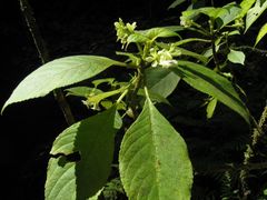 Cyrtandra spathulata