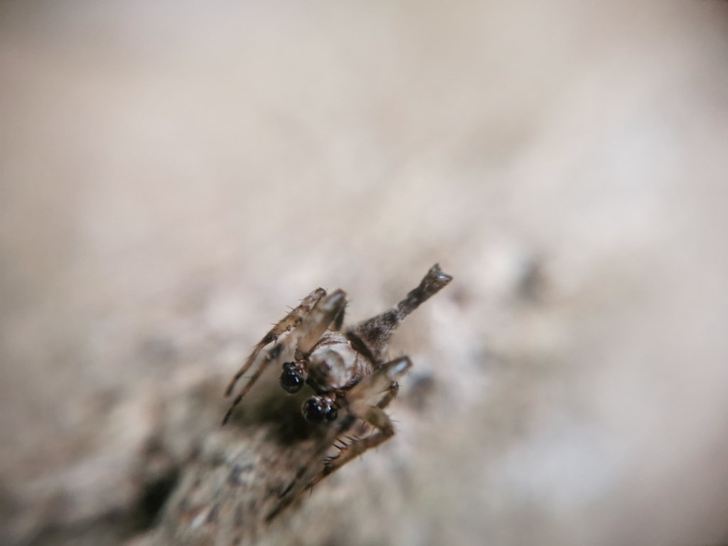 Wixia abdominalis