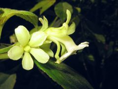 Cyrtandra spathulata