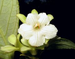 Cyrtandra spathulata