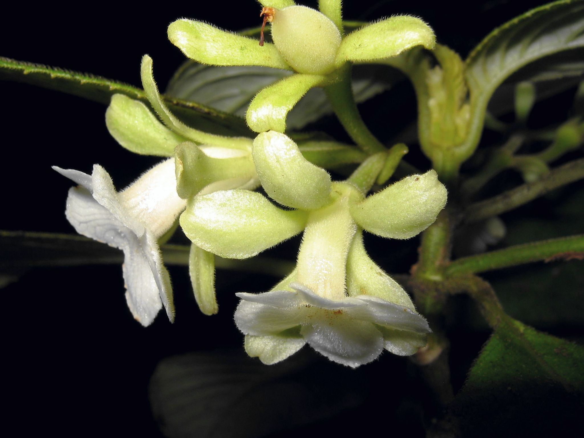 Cyrtandra spathulata