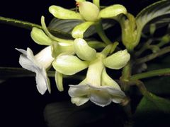 Cyrtandra spathulata