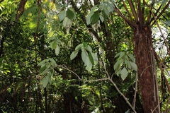 Cyrtandra tintinnabula