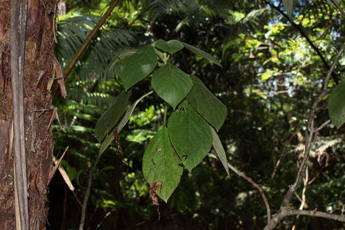 Cyrtandra tintinnabula observed 2010-06-09