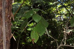 Cyrtandra tintinnabula