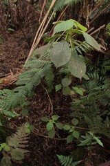 Cyrtandra tintinnabula