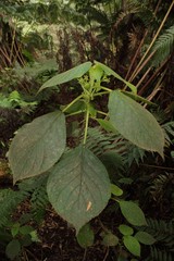 Cyrtandra tintinnabula