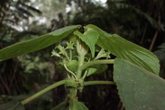 Cyrtandra tintinnabula