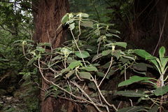 Cyrtandra tintinnabula