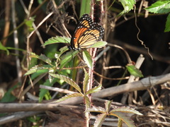 Limenitis archippus watsoni