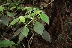 Cyrtandra tintinnabula