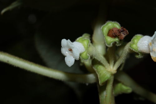 Cyrtandra tintinnabula observed 2010-06-07
