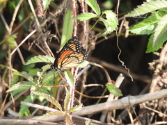 Limenitis archippus watsoni