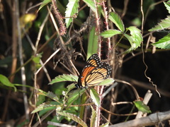 Limenitis archippus watsoni