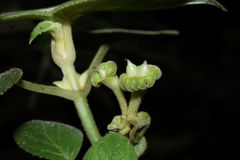 Cyrtandra tintinnabula