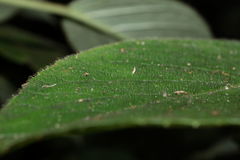 Cyrtandra tintinnabula