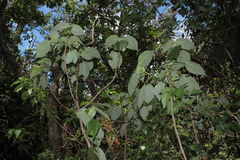 Cyrtandra tintinnabula