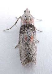 Sciota inconditella