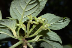 Cyrtandra tintinnabula