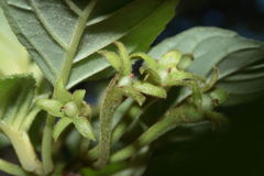 Cyrtandra tintinnabula