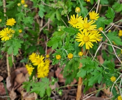 Chrysanthemum lavandulifolium