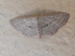 Scopula hypochra