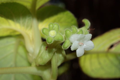 Laupahoehoe cyrtandra (Cyrtandra tintinnabula)