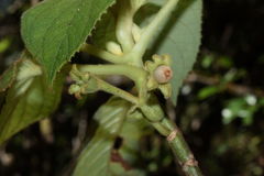 Cyrtandra tintinnabula