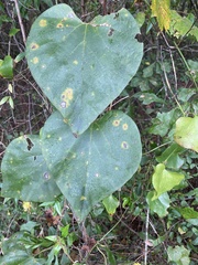 Aristolochia tomentosa