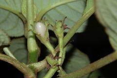 Cyrtandra tintinnabula