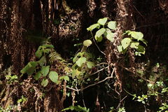 Cyrtandra tintinnabula