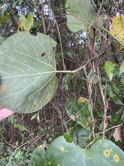 Aristolochia tomentosa