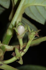 Cyrtandra tintinnabula