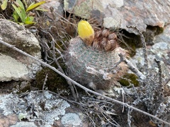 Parodia scopa