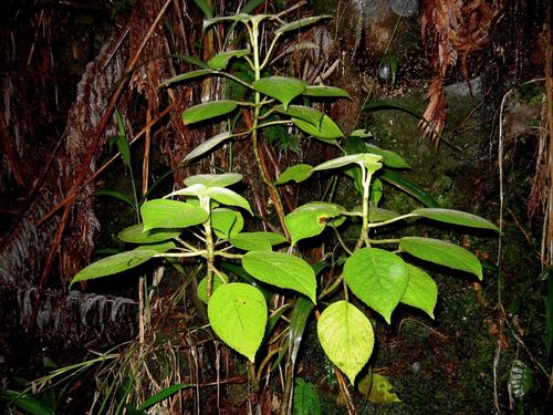 Cyrtandra tintinnabula